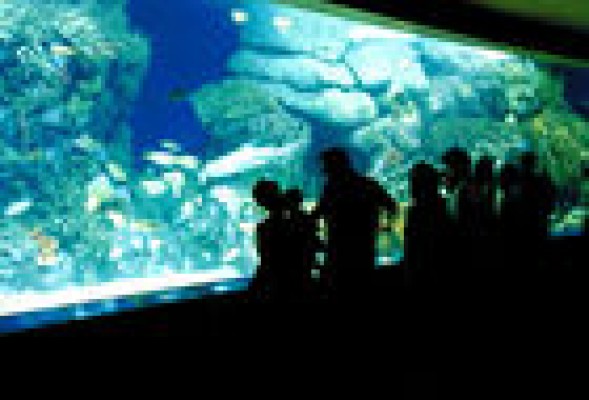 La Generalitat exige el 55% de los beneficios por ceder L'Oceanogràfic