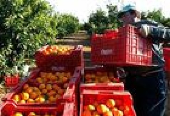 Las regiones europeas critican que la CE descarte aprobar nuevos apoyos al sector agrícola por el veto ruso