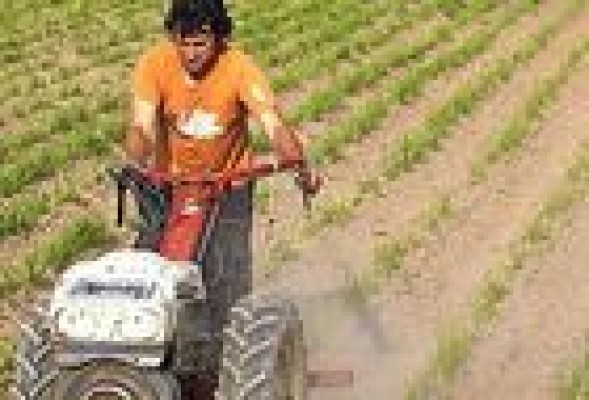 El mayor consumo de horchata devuelve la rentabilidad al cultivo de la chufa