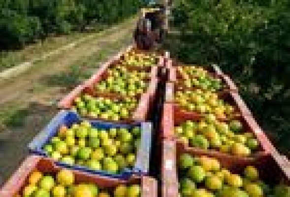 Bruselas se 'olvida' de las naranjas