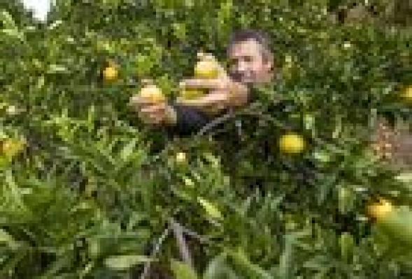 Bruselas abre la puerta a ayudas para productos lácteos pero continúa sin mencionar a los cítricos