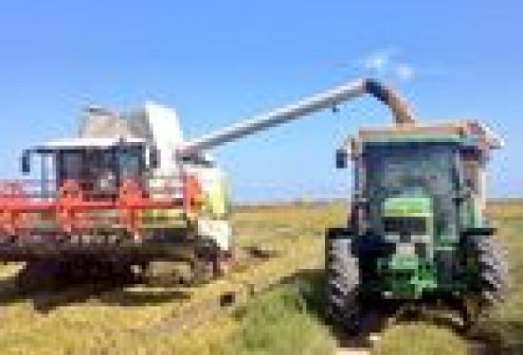 El primer grano para un año de cultura: así es una jornada en la siega del arroz
