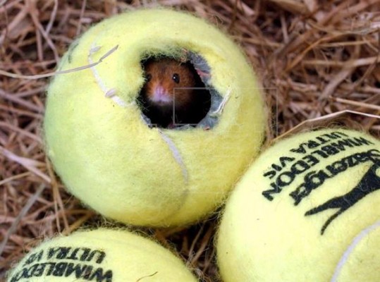 Catorce detenidos en operación contra los amaños y el fraude en apuestas de tenis

