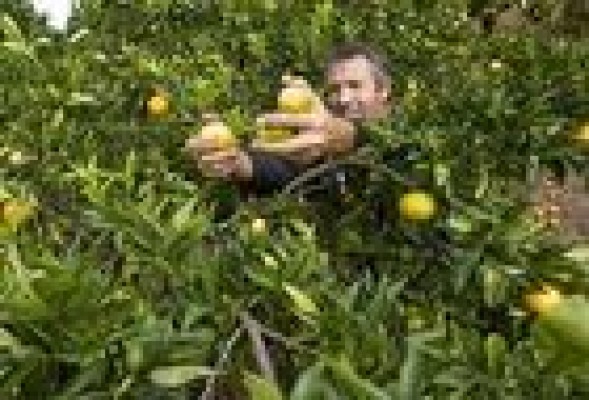 Los citricultores exigen el cierre inmediato a las importaciones de Sudáfrica