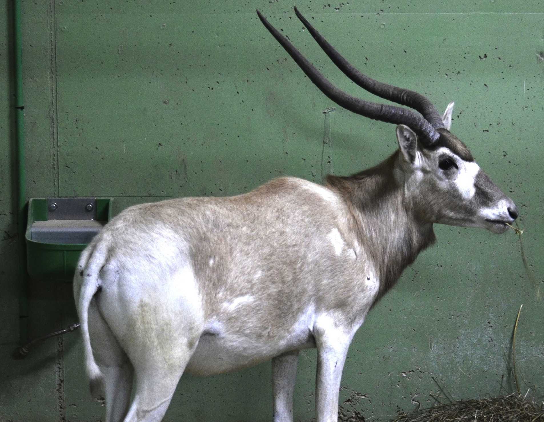 Bioparc incorpora dos ejemplares hembras de una nueva especie de antílope en peligro crítico de extinción