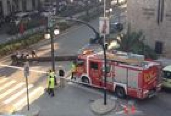 La palmera caída en Valencia tenía más de 50 años y crecía inclinada