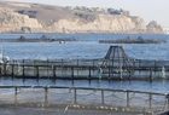 Casi la mitad de las doradas de piscifactoría que se producen en España son valencianas