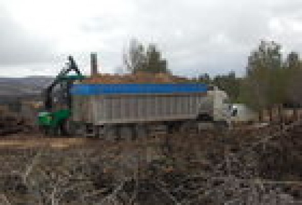 El 'negocio' de los incendios Madera quemada a precio de carbón