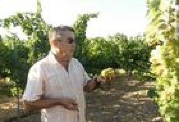 Navidad del cava valenciano: Las grandes bodegas prevén superar los cinco millones de botellas