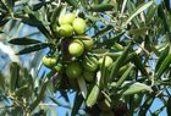 Hoy empieza el plazo de aceptación de la OPA de CVC sobre Deoleo