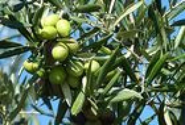 La OPA de CVC sobre Deoleo trae cola: casi un tercio no acudirá por ser barata