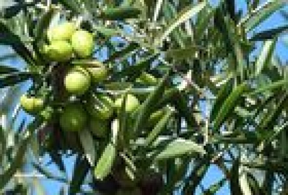 La OPA de CVC sobre Deoleo trae cola: casi un tercio no acudirá 