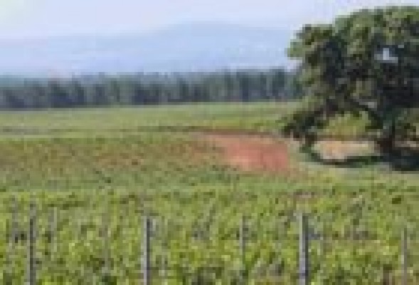 El futuro del vino valenciano pasa por entrar en los EEUU y China