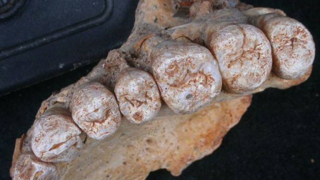 Investigadores descubren la exposición al plomo más temprana registrada en dientes neandertales