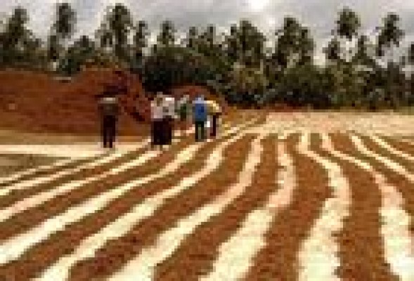 La valenciana Projar exporta 200.000 m3 de turba de coco a 20 países