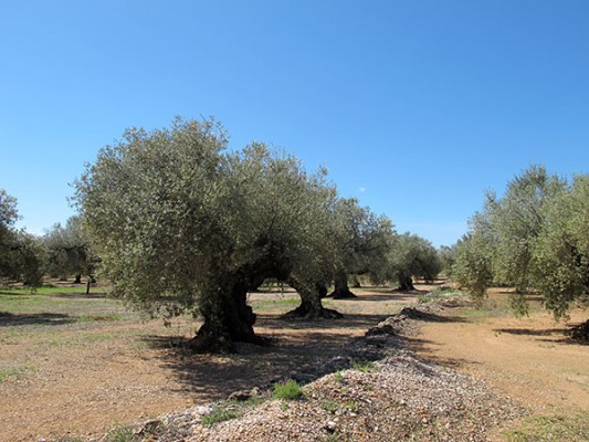 Crece un 10 % la producción valenciana de aceite por las últimas lluvias