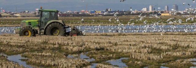 L'Albufera: Entre el agua, el barro y la contaminación