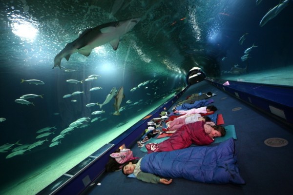 Abierto el plazo para participar en la escuela de Pascua del Oceanografic de Valencia 