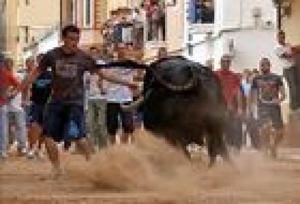 Un nuevo reglamento del Consell permitirá a cualquier pueblo celebrar 'bous al carrer'
