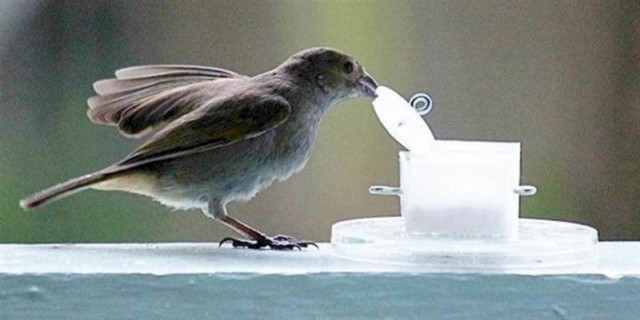 Vivir en la ciudad hace a los pájaros más inteligentes