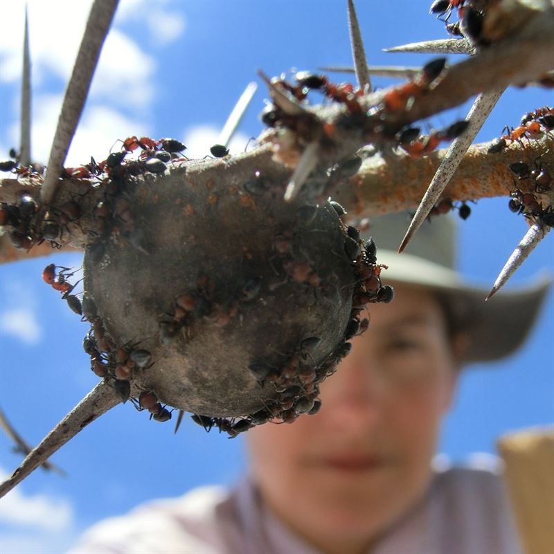Las hormigas pueden transformarse enemigos mortales en aliados