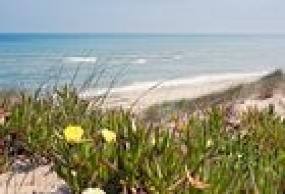 El Gobierno inicia la segunda fase de regeneración de las dunas de El Saler