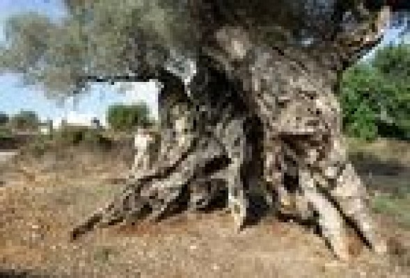 Olivos de Castellón: Un secreto milenario