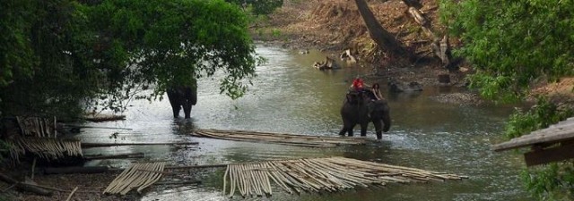 La creciente demanda de caucho amenaza los bosques en el Sudeste Asiático
