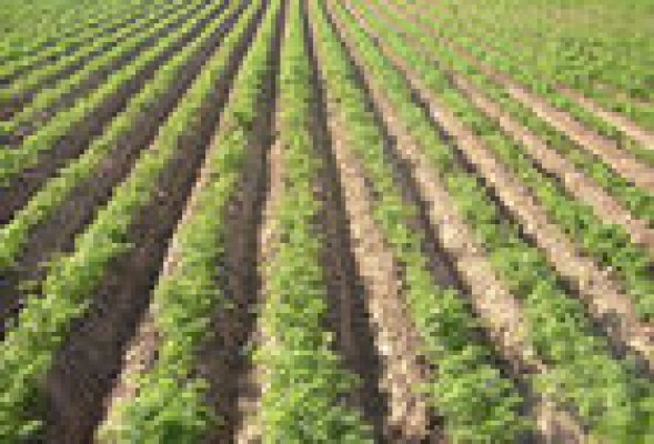 València en Comú apuesta por una Concejalía de Agricultura