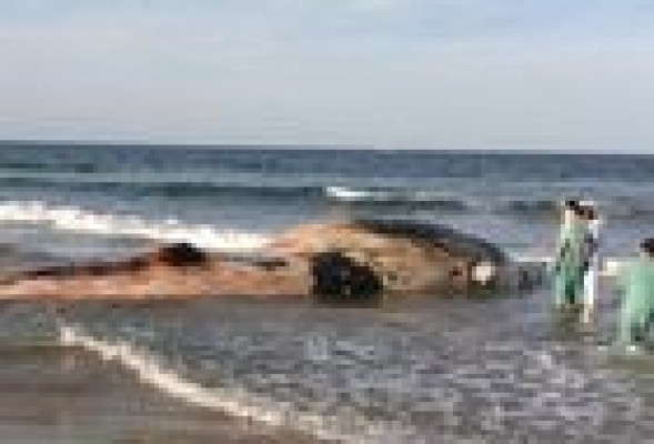 Aparece muerta en Cullera una ballena de 10 metros