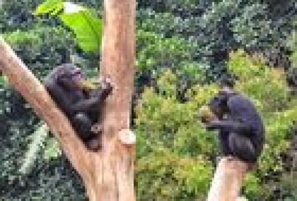 Un juez admite una demanda contra la empresa gestora de Bioparc por no hacer un Centro de Ocio