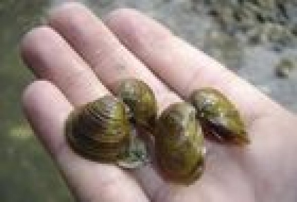 Alertan de la presencia de almeja asiática (especie invasora) en l'Albufera