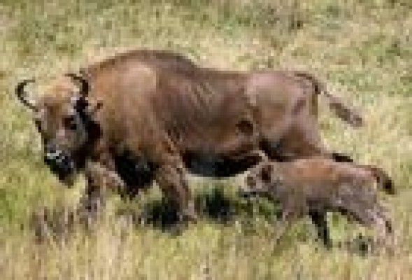 Un grupo de bisontes se instarán desde hoy en una reserva valenciana
