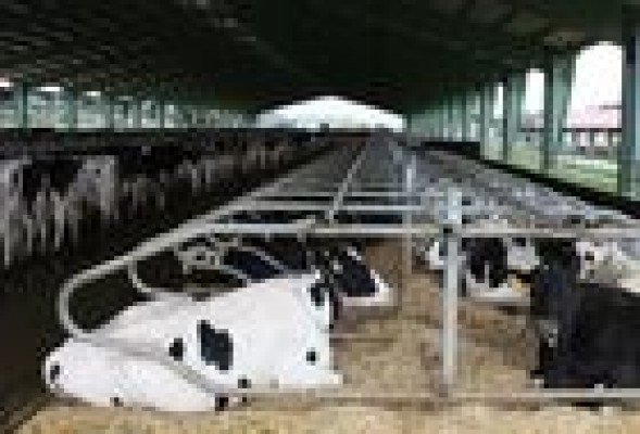 Grupo Granja San Ramón exporta su modelo de vaquería a Francia, Italia y Ucrania