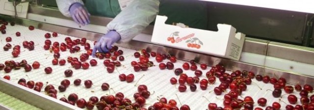 Mercadona compra un 50% más de cereza española tras su éxito en la anterior campaña