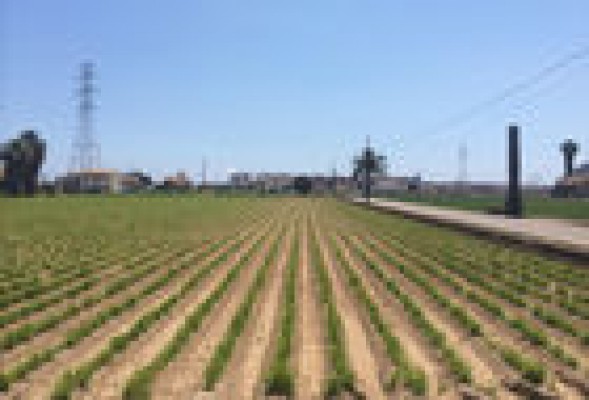Recuperar la huerta de Valencia es posible