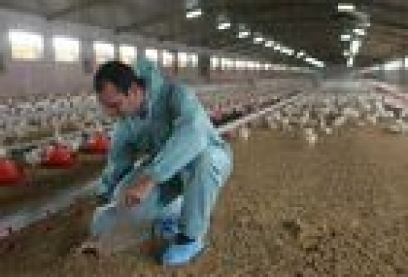 El sacrificio de 35 millones de gallinas en EEUU permite a granjas valencianas exportar sus huevos 