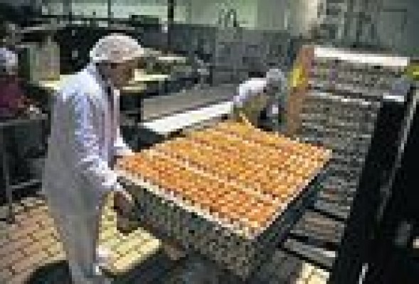 La industria avícola, pendiente de la crisis aviar de Alemania y Reino Unido