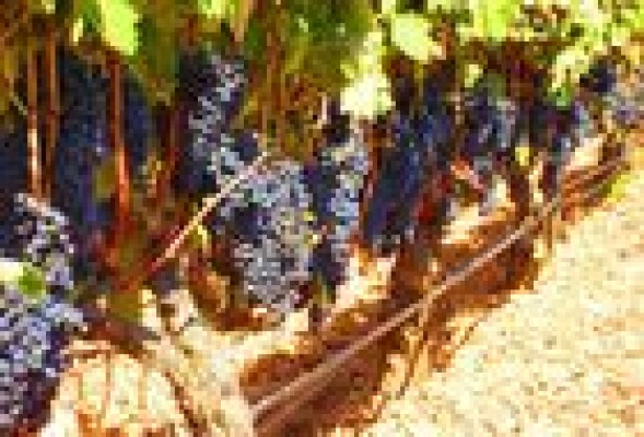 La Unió asegura que la campaña para promocionar el vino beneficia 