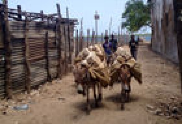 Los burros también lloran