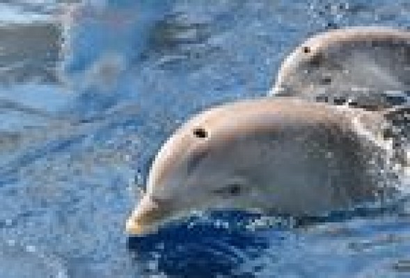 Nace un delfín en L'Oceanogràfic