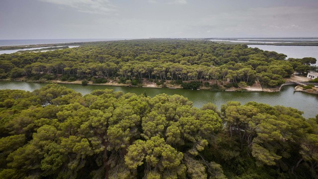 Devesa-Albufera propone un plan de actuaciones para frenar incendios y proteger a los vecinos