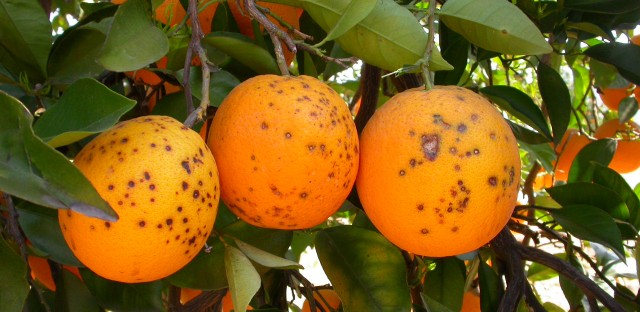 Gobierno e Intercitrus se alían ante la OMC para frenar la llegada de cítricos con plagas de Sudáfrica