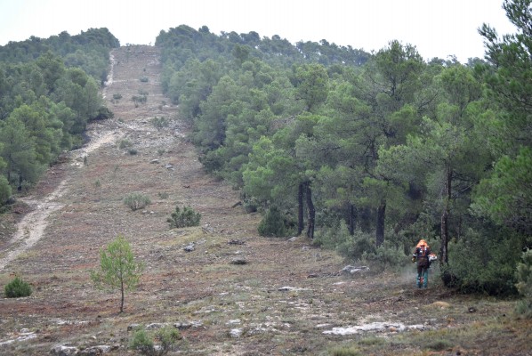Las brigadas de la Diputació de València acondicionan 90.000 m2 de un cortafuegos en Utiel