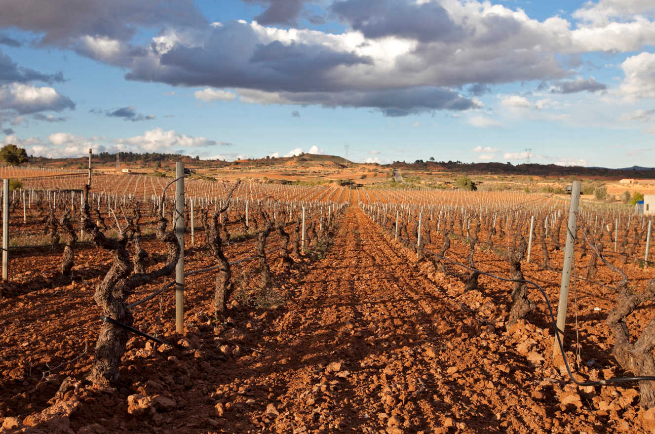 Una docena de bodegas y viñedos salen a la venta en la Comunitat