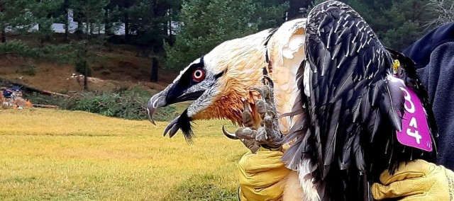 Medio Ambiente libera en la Tinença dos quebrantahuesos adultos del Pirineo aragonés