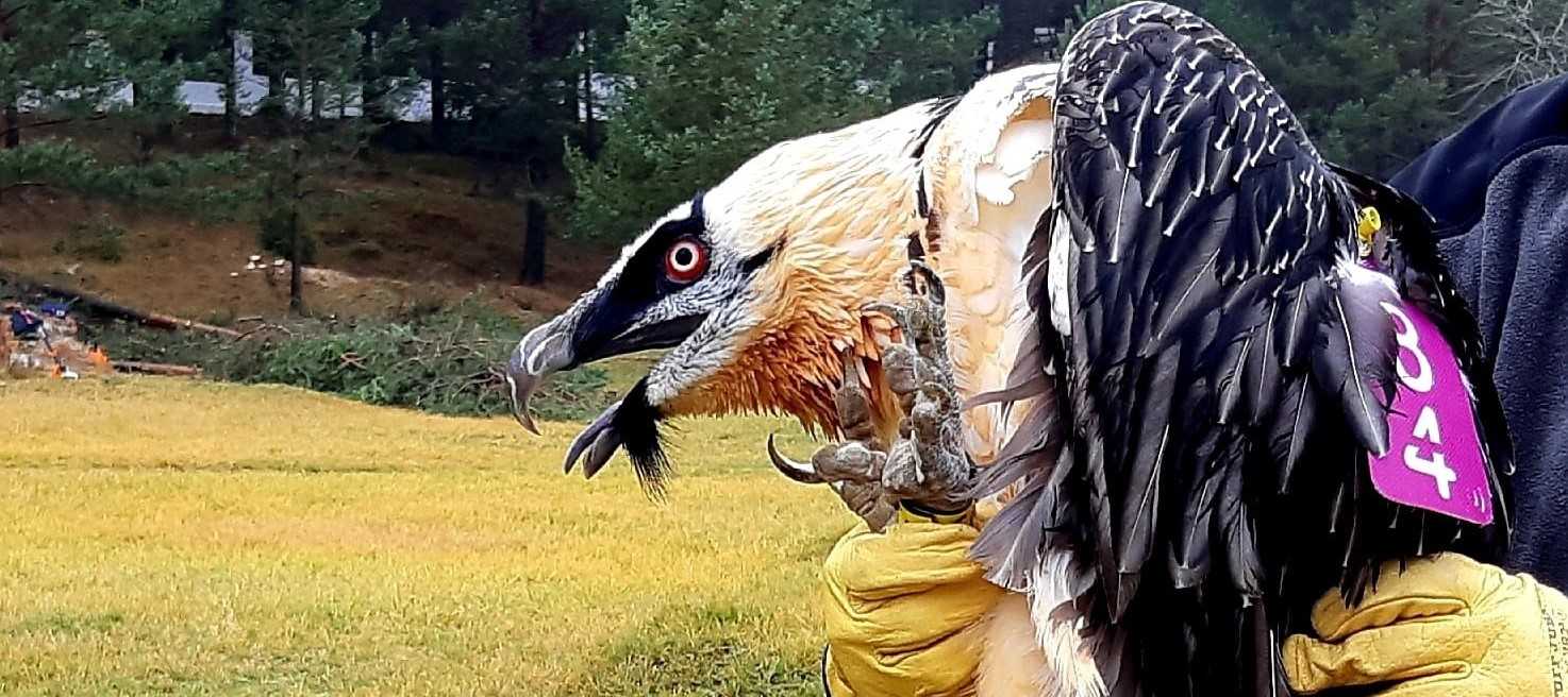 Medio Ambiente libera en la Tinença dos quebrantahuesos adultos del Pirineo aragonés