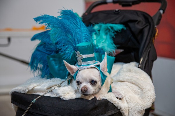 Los más 'cuquis' de la casa: así fue el carnaval de mascotas e infantil de Mazarrón (Fotos: Ayto. Mazarrón)