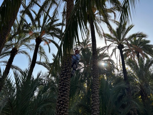 Elche dedica una palmera a las víctimas y afectados de la Dana en las provincias de València y Albacete