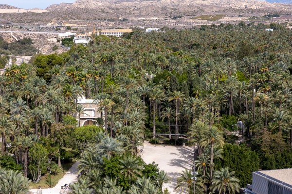 ¿Ha sido 2024 un buen año para nuestro palmeral?